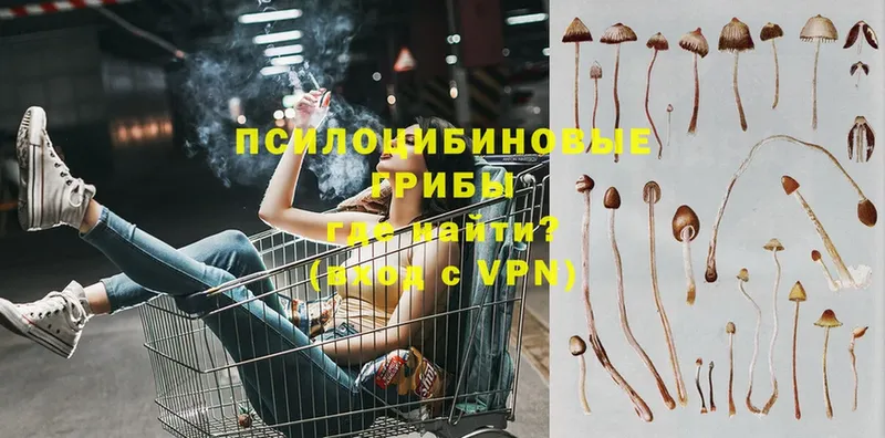 купить   Киселёвск  Галлюциногенные грибы мицелий 